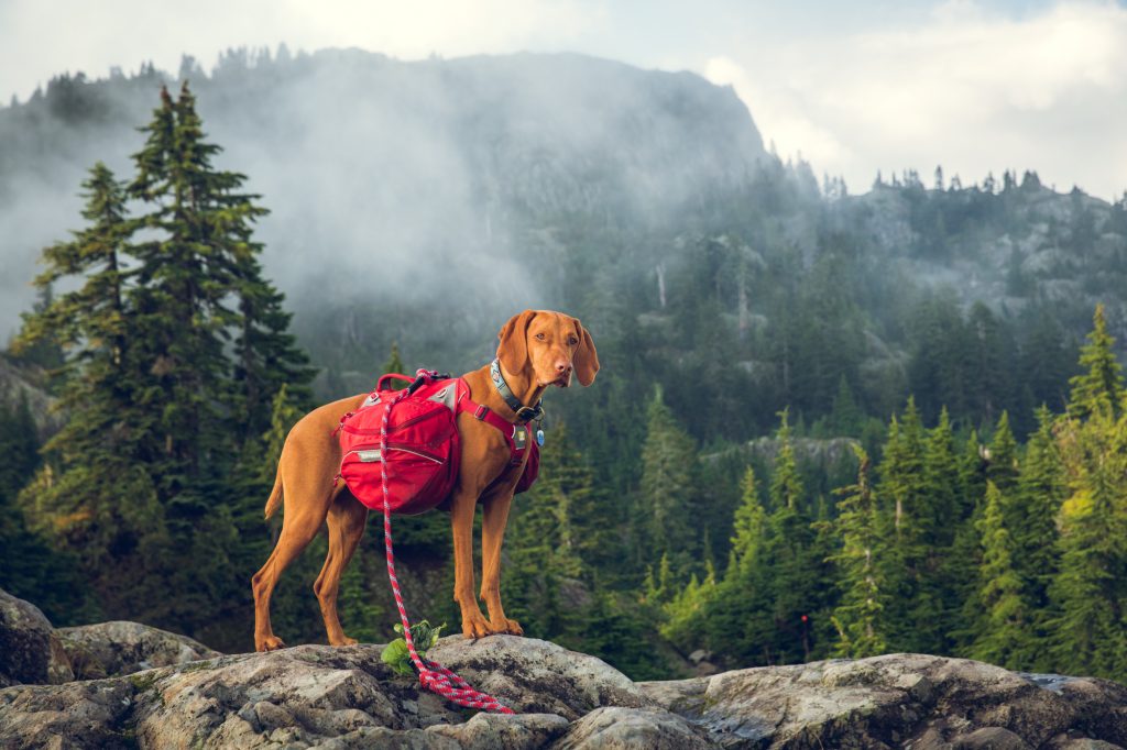 dog on leash on mt seymour