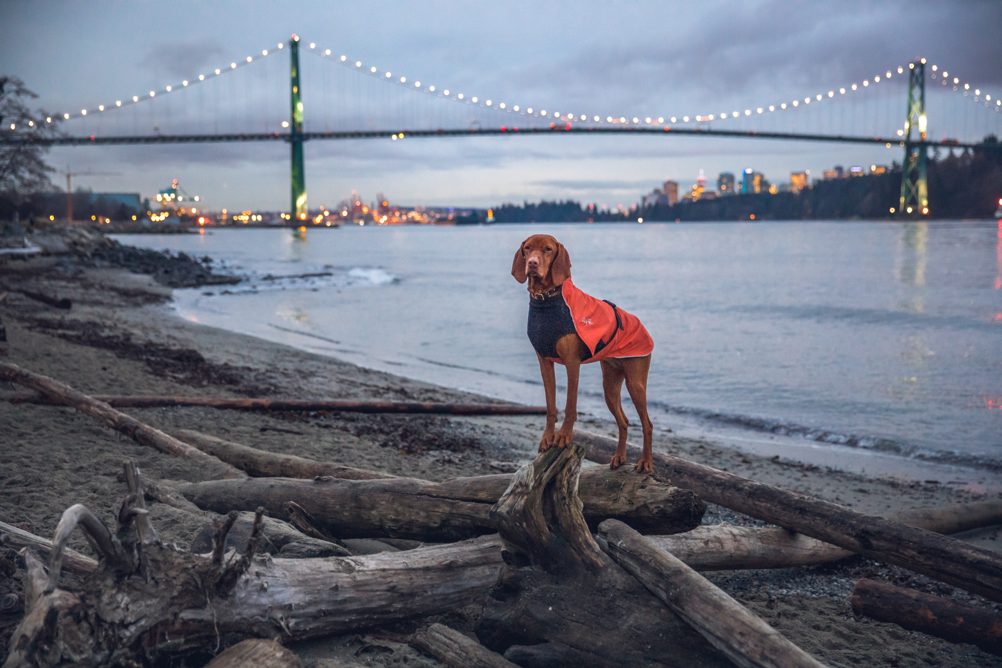 Dog on beach with lionsgate bridge