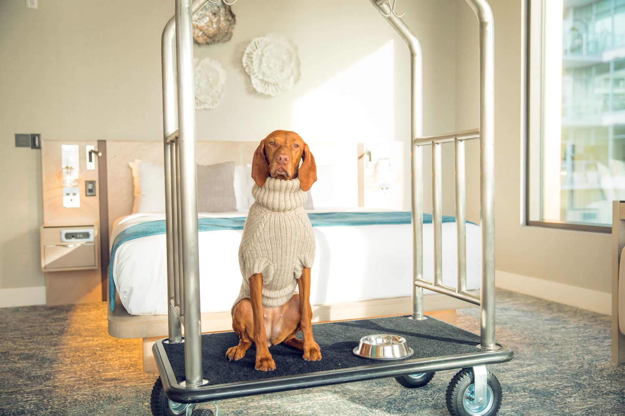 Dog at hotel